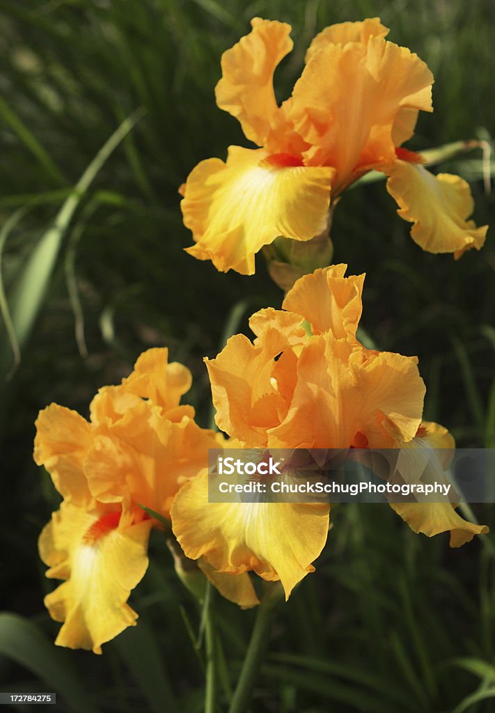 Iris jardins de fleurs du printemps FLEUR Orange - Photo de Iris des jardins libre de droits