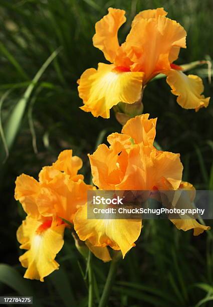 Photo libre de droit de Iris Jardins De Fleurs Du Printemps Fleur Orange banque d'images et plus d'images libres de droit de Iris des jardins - Iris des jardins, Orange - Couleur, Arbre en fleurs