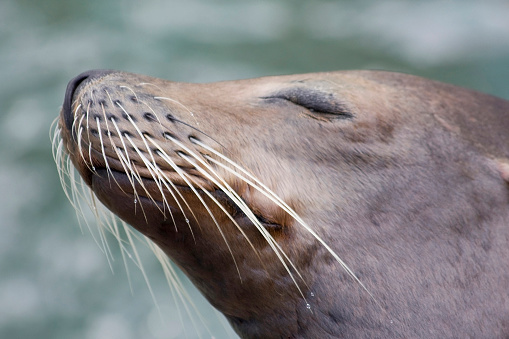 Sea Lion close-up