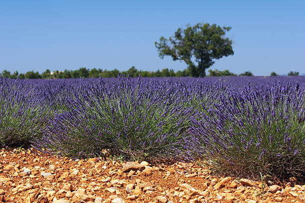 Lavender field stock photo