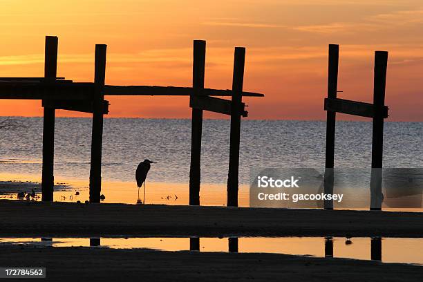 Photo libre de droit de Héron Au Lever Du Soleil Et De La Jetée banque d'images et plus d'images libres de droit de Aigrette - Aigrette, Beauté, Beauté de la nature