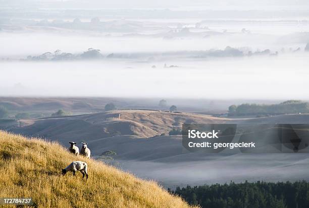 Ovelha Nova Zelândia - Fotografias de stock e mais imagens de Ilha do Norte da Nova Zelândia - Ilha do Norte da Nova Zelândia, Ovelha - Mamífero ungulado, Agricultura