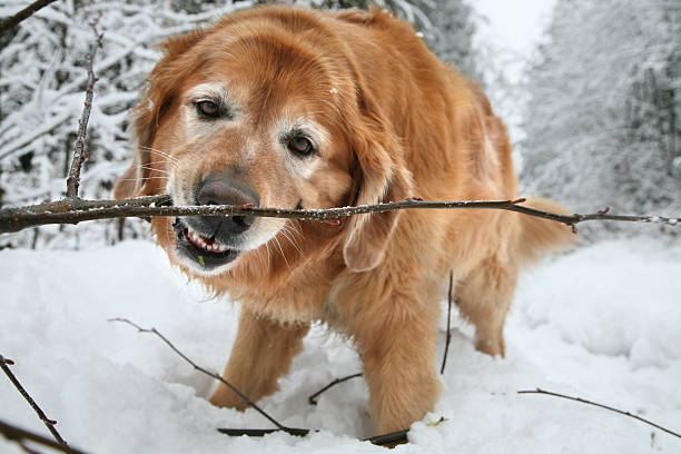 istock Golden Retriever on a winter walk 172784797