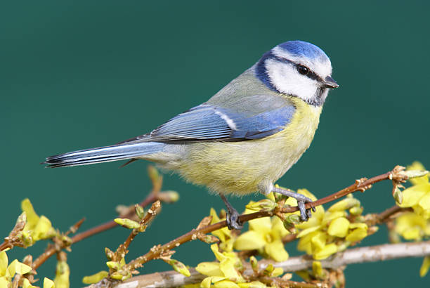 istock Bluetit on a Forsythia branch 172784941