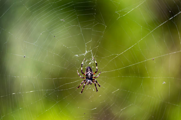 흐릿한 배경에 거미줄에 거미의 근접 촬영 - eight legged 뉴스 사진 이미지