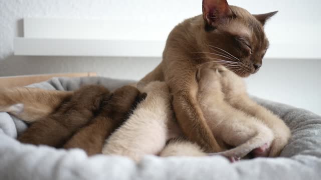 burmese kitten sucking on cat mom. Cat nursing her little kittens, close up