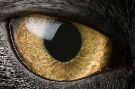 portrait photo of a brown cat with blue eyes looking to the side.