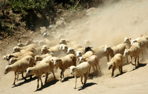 A flock of sheep are traveling through a dry and dusty way toward greener pastures.