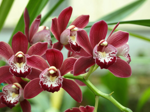 Close up for Cymbidium Orchids.View related :-