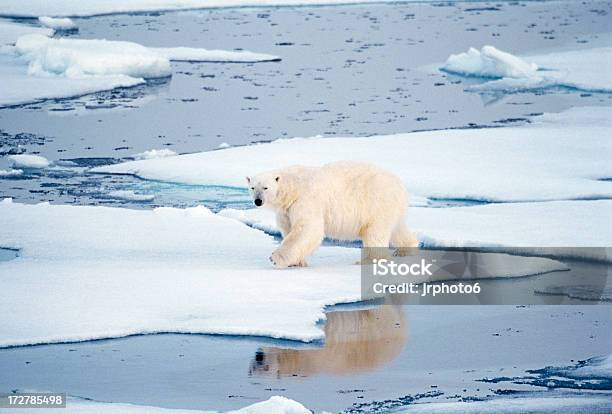 베어 성찰이요 북극곰에 대한 스톡 사진 및 기타 이미지 - 북극곰, 0명, Svalbard and Jan Mayen