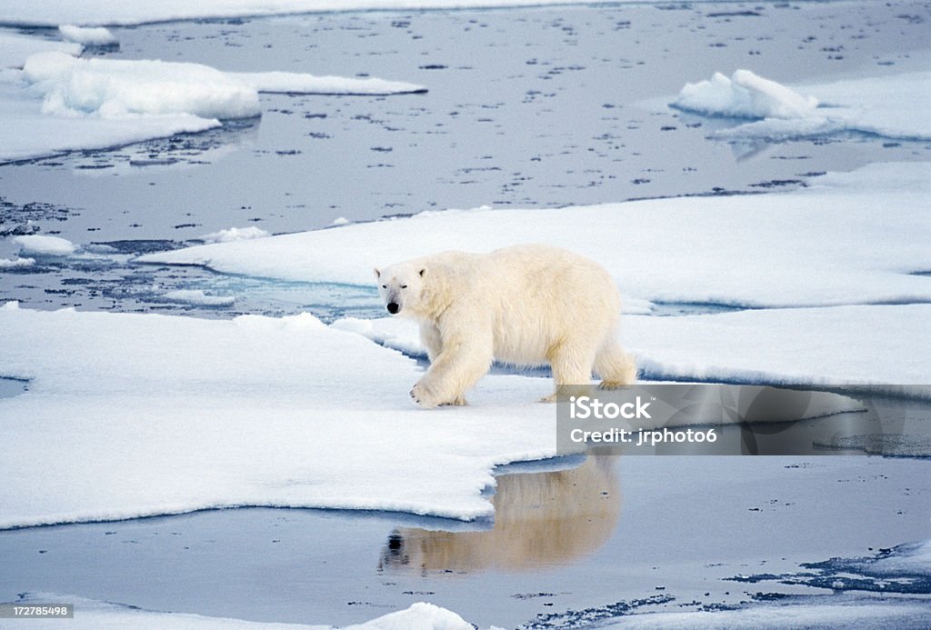 Fique com reflexo - Foto de stock de Urso polar royalty-free