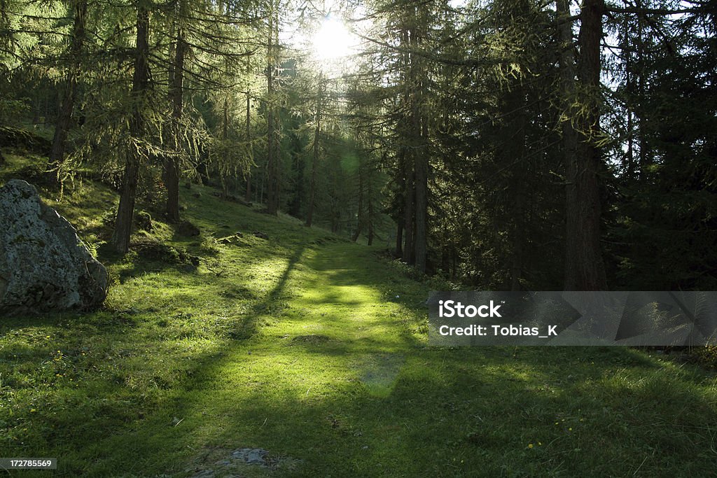 Zu Fuß hinter den Wald - Lizenzfrei Anhöhe Stock-Foto