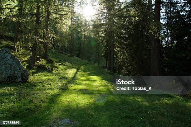 Andar Throught A Woods - Fotografias de stock e mais imagens de Cor verde - Cor verde, Encosta, Mistério