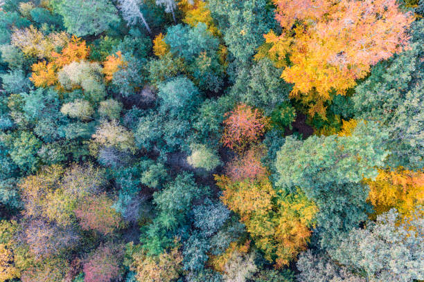 タウヌスの秋/ドイツ - landscape aerial view lumber industry agriculture ストックフォトと画像