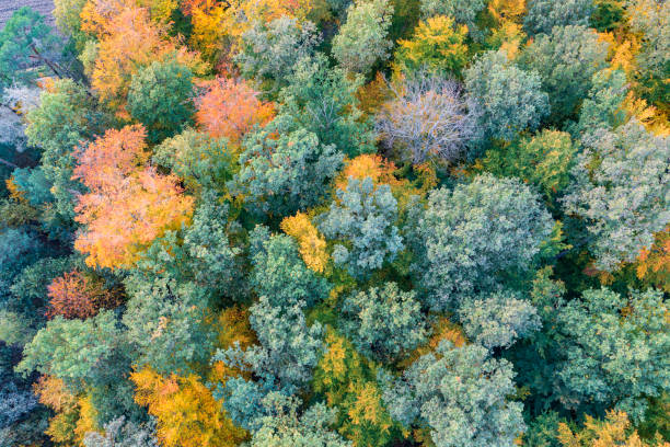 outono em taunus/alemanha - landscape aerial view lumber industry agriculture - fotografias e filmes do acervo