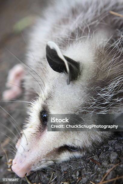 Pałanka Didelphidae Opossum Martwe Zachowania - zdjęcia stockowe i więcej obrazów Miód Possum - Miód Possum, Opos, Bezpańskie zwierzę