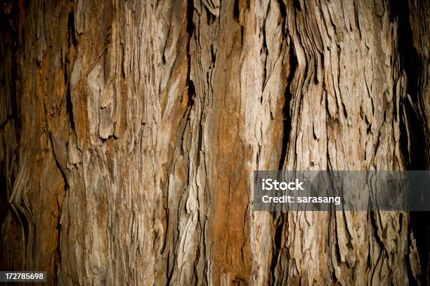 Foto de Velha Redwood Casca De Árvore Do Norte Da Califórnia e mais fotos de stock de Abstrato