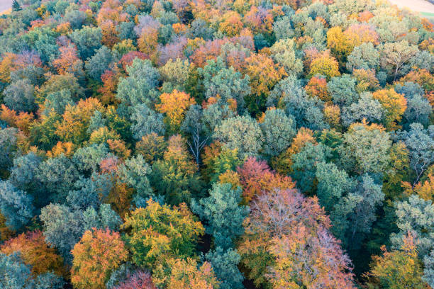 outono em taunus/alemanha - landscape aerial view lumber industry agriculture - fotografias e filmes do acervo