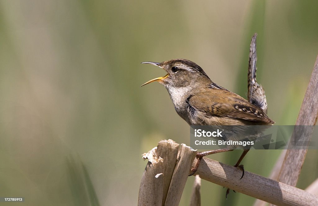 Болотный Wren Петь песни весной - Стоковые фото Крапивник роялти-фри