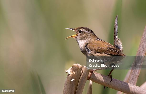 Болотный Wren Петь Песни Весной — стоковые фотографии и другие картинки Крапивник - Крапивник, Петь, Без людей