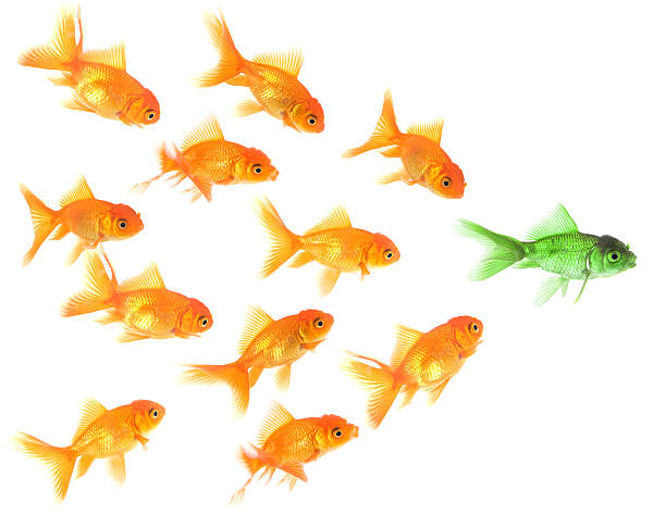 istock Goldfish follow their leader 172786311
