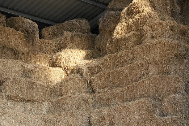 istock Stacked hay bales in barn 172786491
