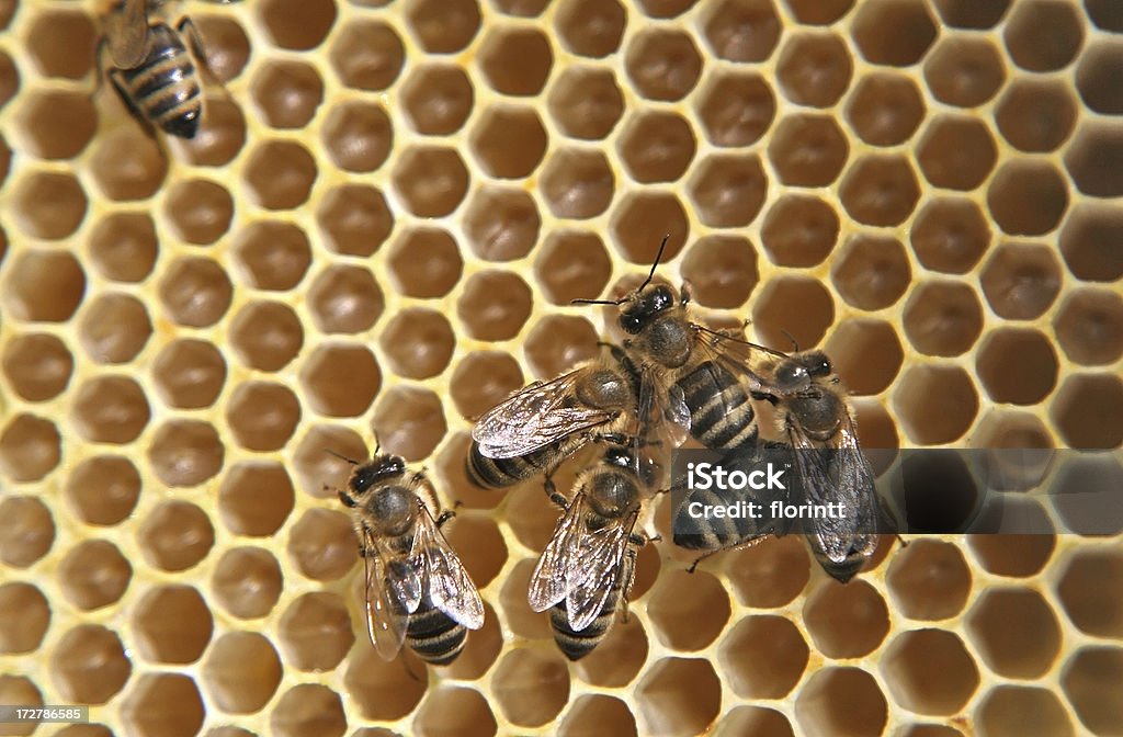 꿀벌 - 로열티 프리 개념 스톡 사진