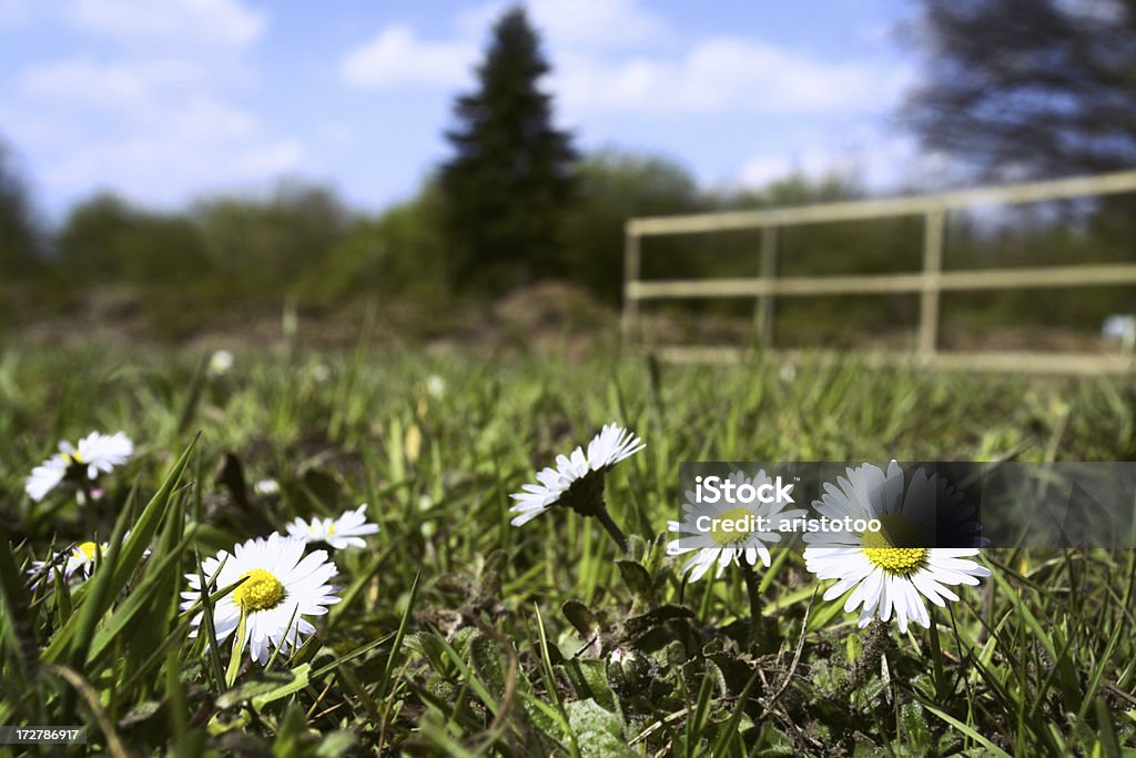 Daisy Field - Lizenzfrei Agrarbetrieb Stock-Foto