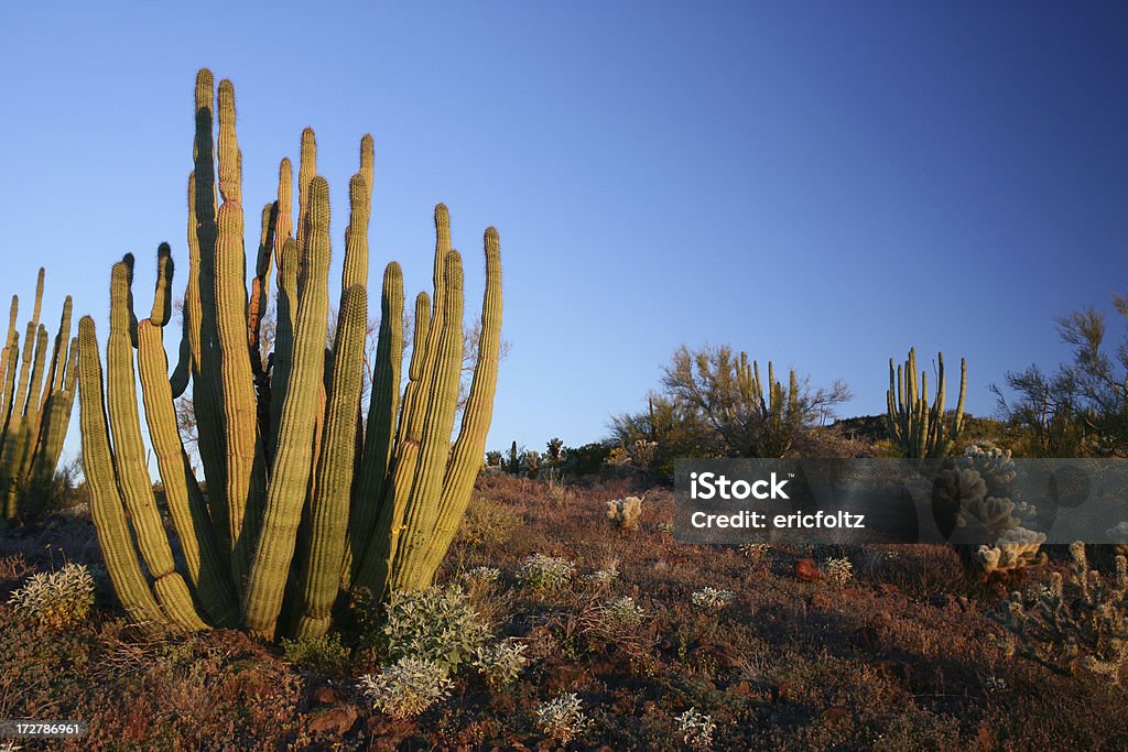 Deserto da manhã - Foto de stock de Arizona royalty-free