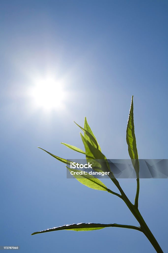 Frische Blätter vor der sonnigen blauen Himmel - Lizenzfrei Agrarbetrieb Stock-Foto