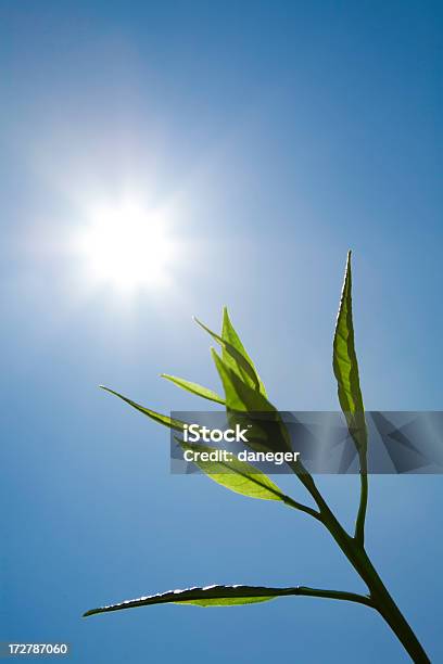 Frische Blätter Vor Der Sonnigen Blauen Himmel Stockfoto und mehr Bilder von Agrarbetrieb - Agrarbetrieb, Blatt - Pflanzenbestandteile, Blau
