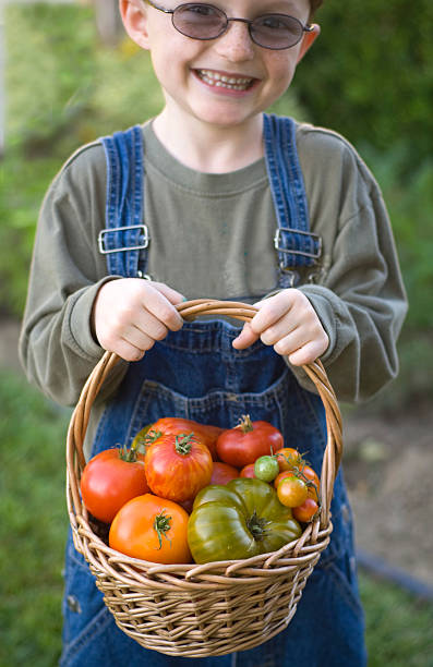 ragazzo agricoltore & cestello/a figlio/a per la raccolta di verdure pomodoro antico giardino - heirloom tomato homegrown produce tomato organic foto e immagini stock