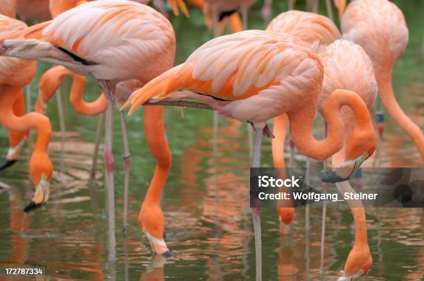 Flamingos In A Lake Stock Photo - Download Image Now - Animal, Asia, Bird