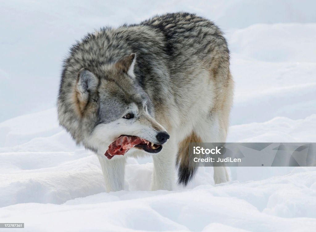 No bones about it Wolf enjoying a tasy meal but keeping an eye out for intruders Wolf Stock Photo