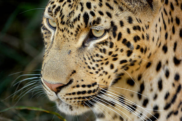 istock The Leopards portrait 172787429
