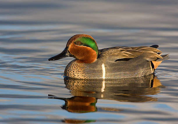 Green-winged Teal Duck stock photo