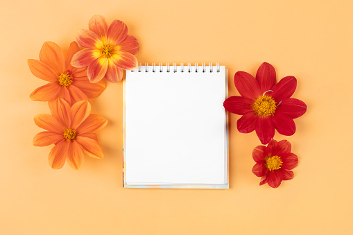 Notebook with clean page with orange flowers dahlias on orange background. Autumn flower background with space for text. Nature trendy decorative design. Flat lay.
