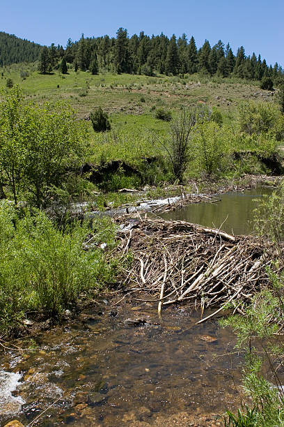 istock Beaver Dam on Bear Creek, Colorado 172787510