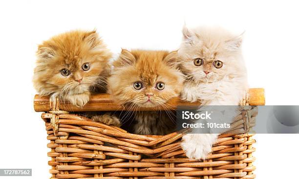 Drei Freunde Stockfoto und mehr Bilder von Bildkomposition und Technik - Bildkomposition und Technik, Blick in die Kamera, Domestizierte Tiere