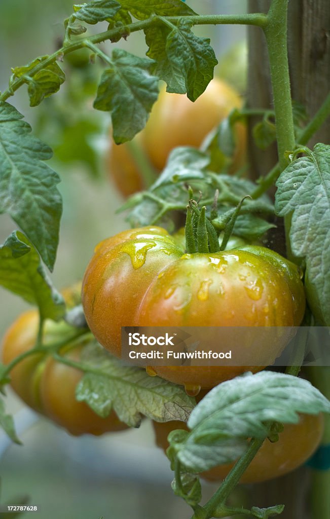 Tomate Heirloom de développement de production locale dans le jardin potager bio - Photo de Croissance libre de droits
