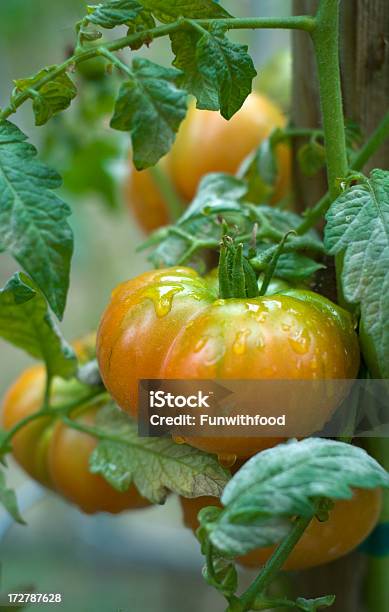 Photo libre de droit de Tomate Heirloom De Développement De Production Locale Dans Le Jardin Potager Bio banque d'images et plus d'images libres de droit de Croissance