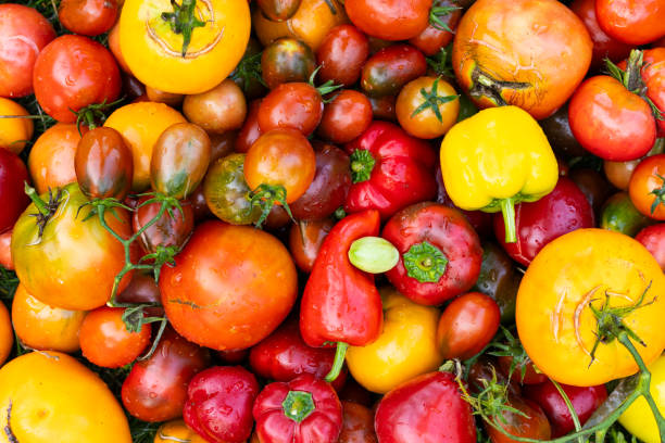 istock Freshly harvested multi-colored tomatoes and pepper mix 1727879461