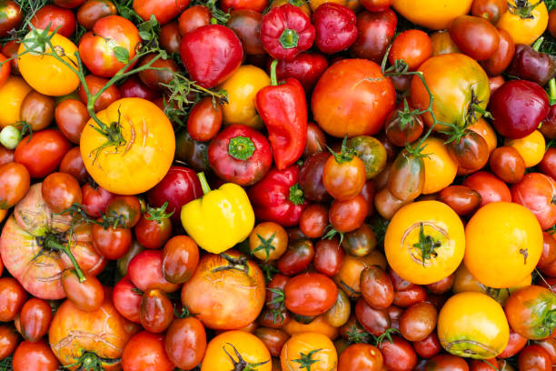 istock Freshly harvested multi-colored tomatoes and pepper mix 1727880030