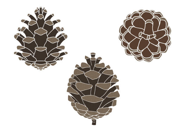 松ぼっくりの装飾セット、ベクター画像 - pine nut pine seed white background点のイラスト素材／クリップアート素材／マンガ素材／アイコン素材