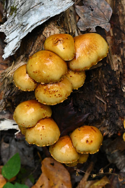 istock Mushrooms on rotting log, vertical 1727880035