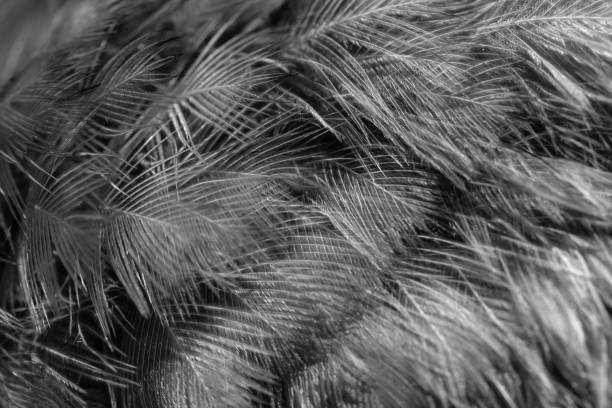 istock feather pigeon macro photo. texture or background 1727880667
