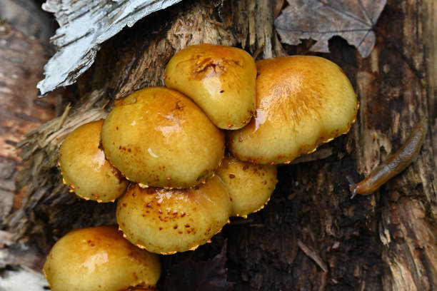 istock Mushrooms on rotting log with slug 1727880671