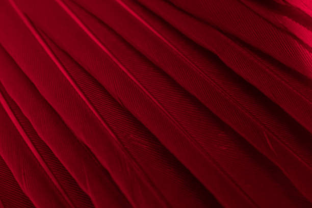 istock feather pigeon macro photo. texture or background 1727881233