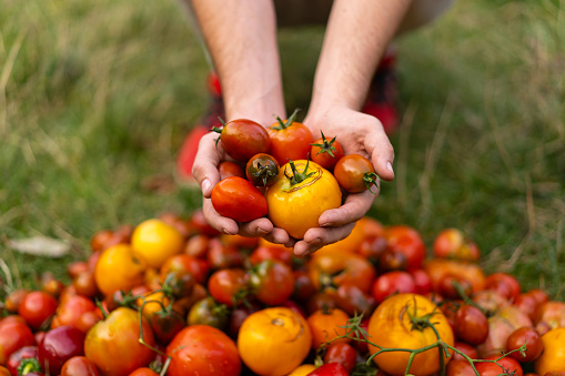 Fresh organic tomato mix. Delicious autumn tomato mix. Farmers hands with freshly harvested multi-colored tomatoes