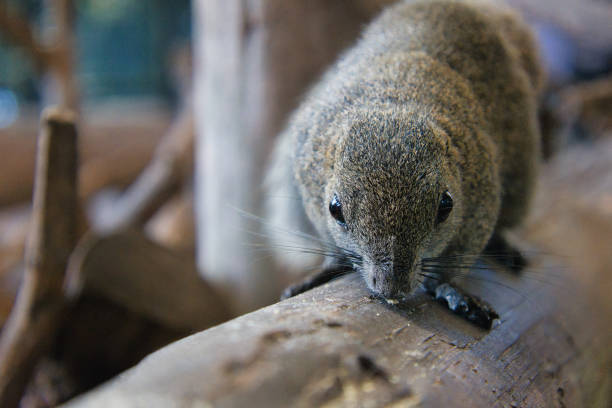 istock Cute Taiwanese squirrel with big eyes in squirrel village 1727883245